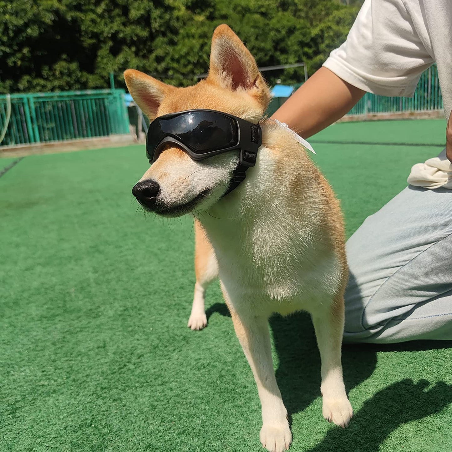 Dog Goggles Protection Eyewear Small Breed